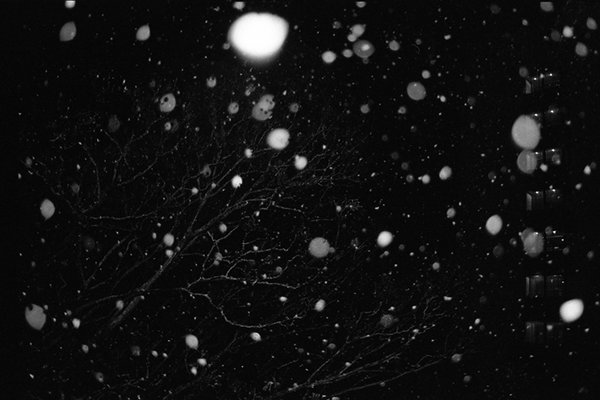 2026-311 le végétal imprimé 1